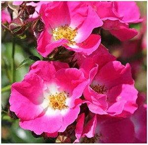 AMERICAN PILLAR (rambler)